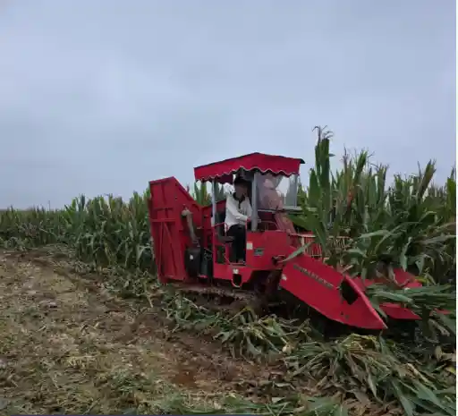 大名县巧变千余公共场地为金色晒场 秋收接近尾声