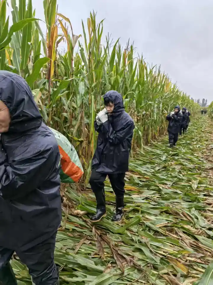 大名县巧变千余公共场地为金色晒场 秋收接近尾声