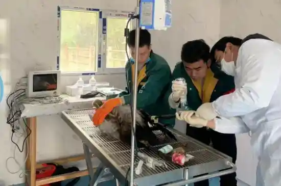 鹤舞云端：青海守护奇迹——黑颈鹤降级背后的生态逆袭