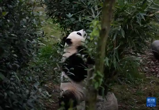 探秘大熊猫基地：文旅新宠引爆体育旅游热潮