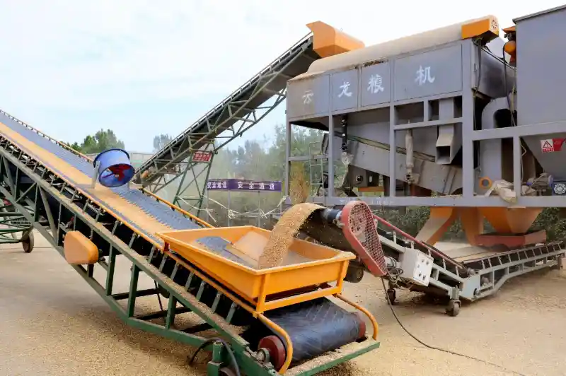 中储粮暖心护航小麦收购,农民卖粮更安心更高效