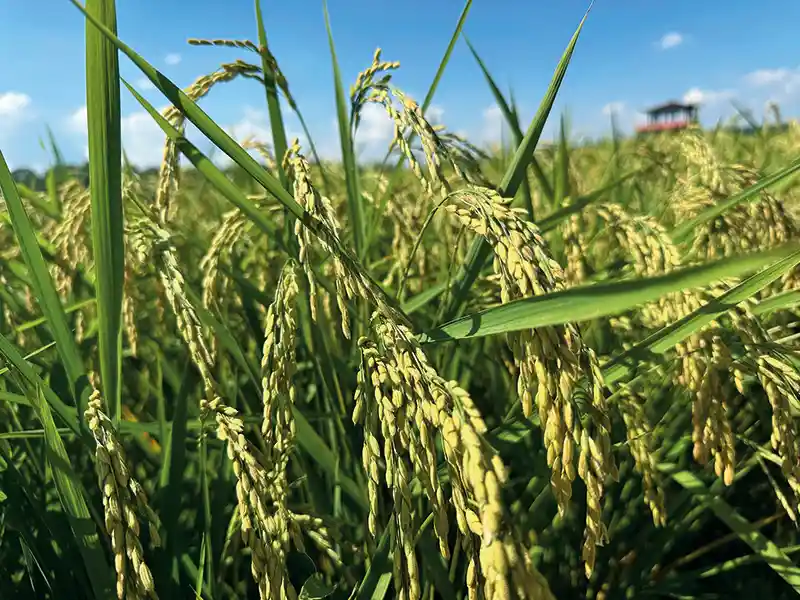 冰城新颜：黑土沃野里的粮食密码